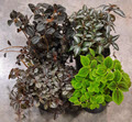 6" Pilea Assortment